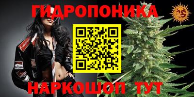 jwh Бийск